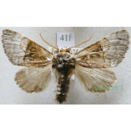 Colocasia coryli (Linnaeus, 1758) Połacica leszczynówka Czech41l